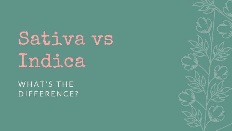 Cannabis Indica VS Sativa: What’s The difference?
