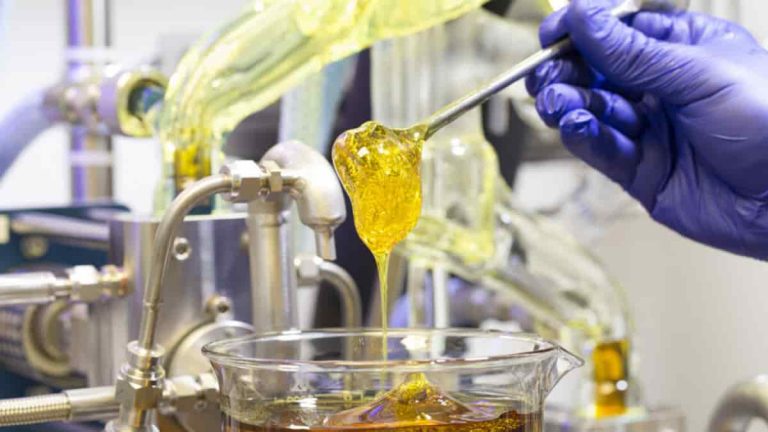 CBD Distillate: What is it and why is it popular?