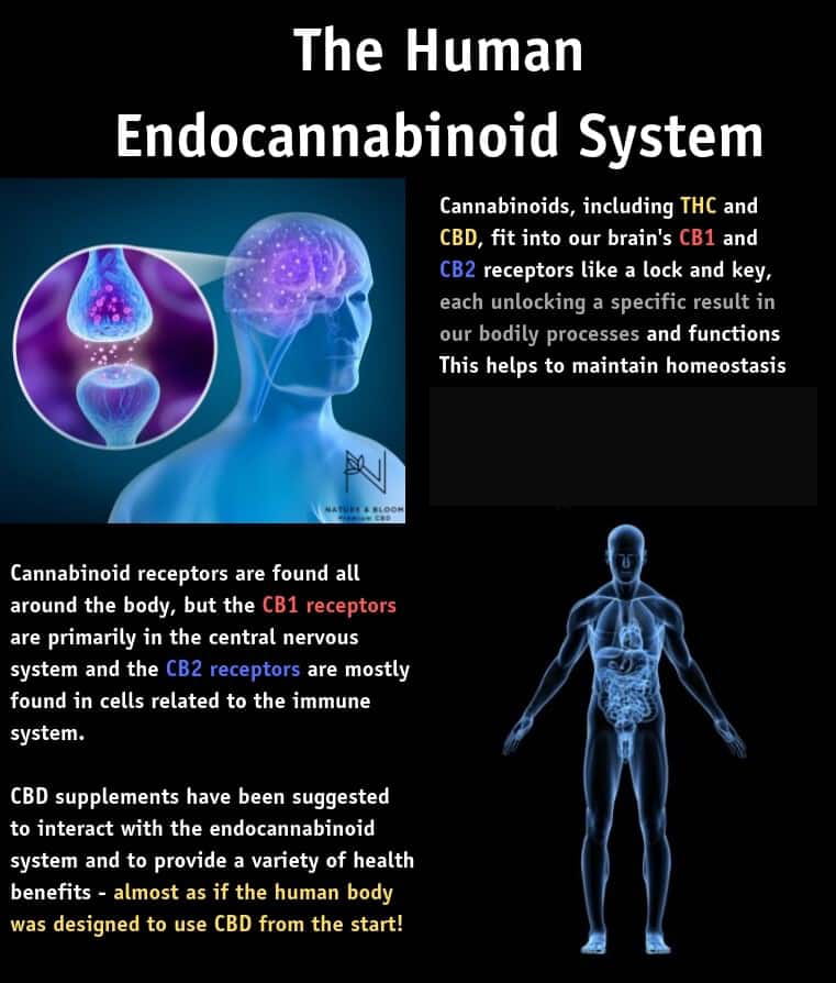 CBD and the endocannabinoid system