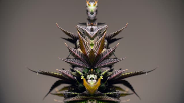 marijuana flower in bloom