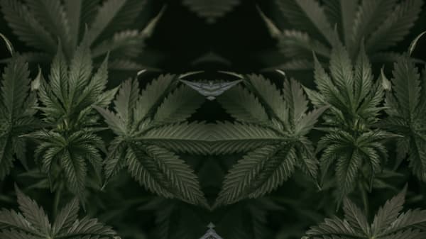 marijuana plants leaf