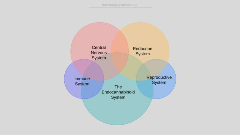 Homeostasis and CBD: What’s the connection?