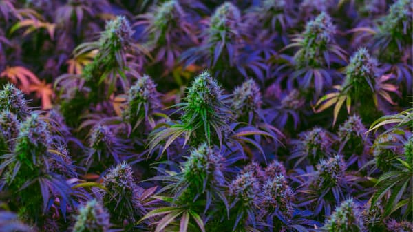 cannabis flowers purple haze