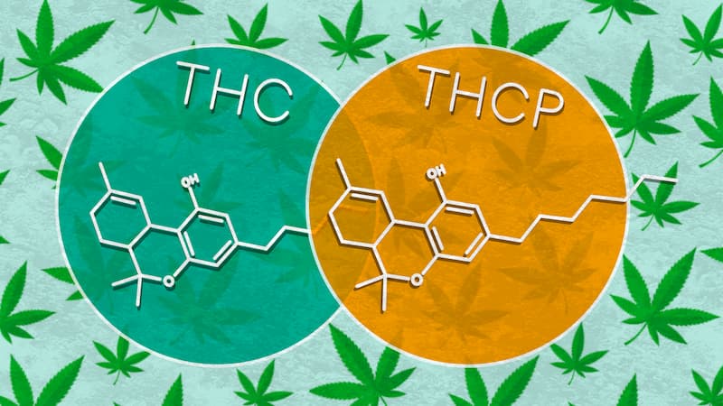 THC VS THCP illustrated