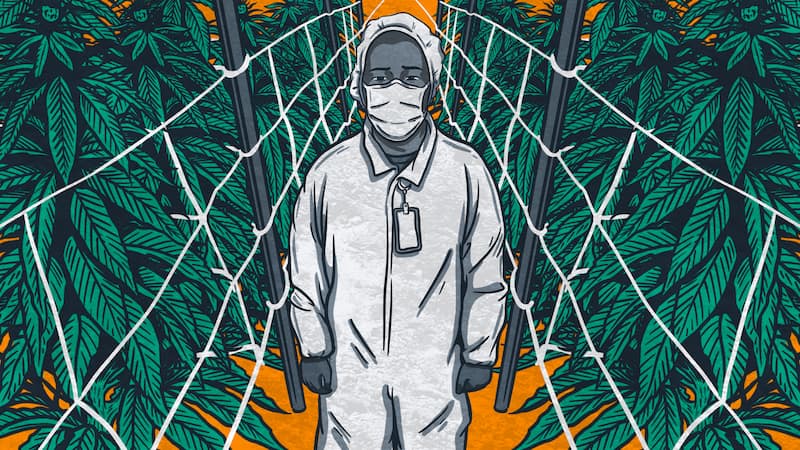 Marijuana Grower Illustrated