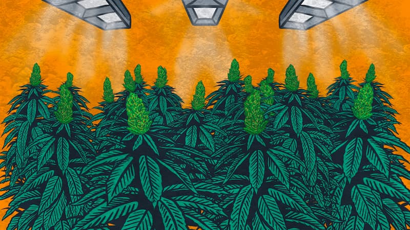 cannabis grow illustrated
