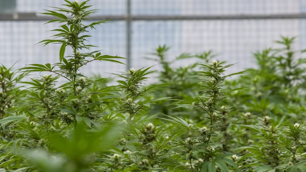 MMJ growing