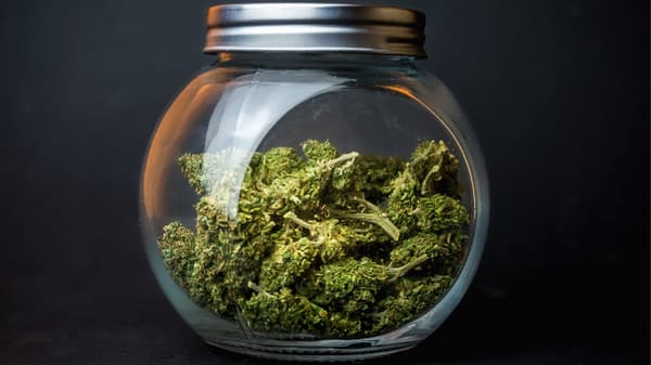 cannabis bud in a jar