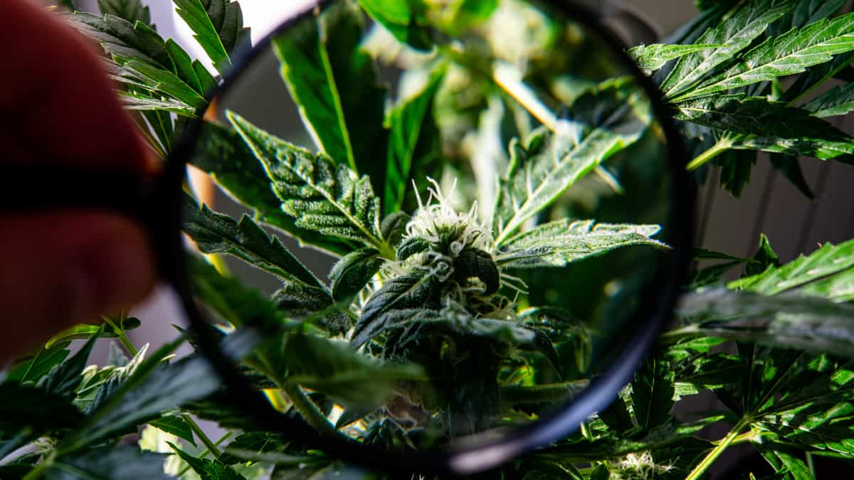 cannabis microscope