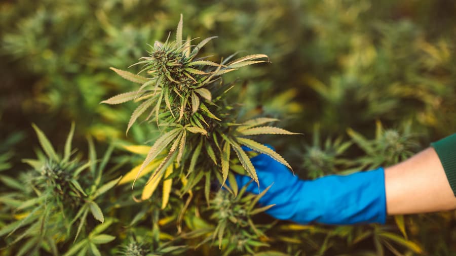 marijuana bud ready for harvest