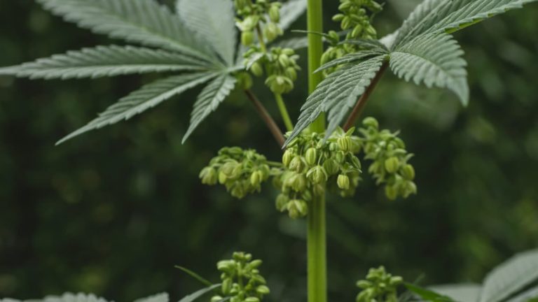 Male Cannabis Plant: An Essential Part Of Nature