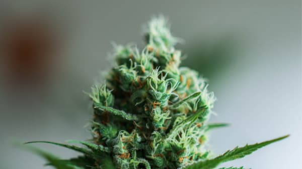 marijuana flower in bud