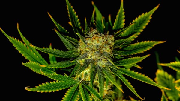 marijuana flower female