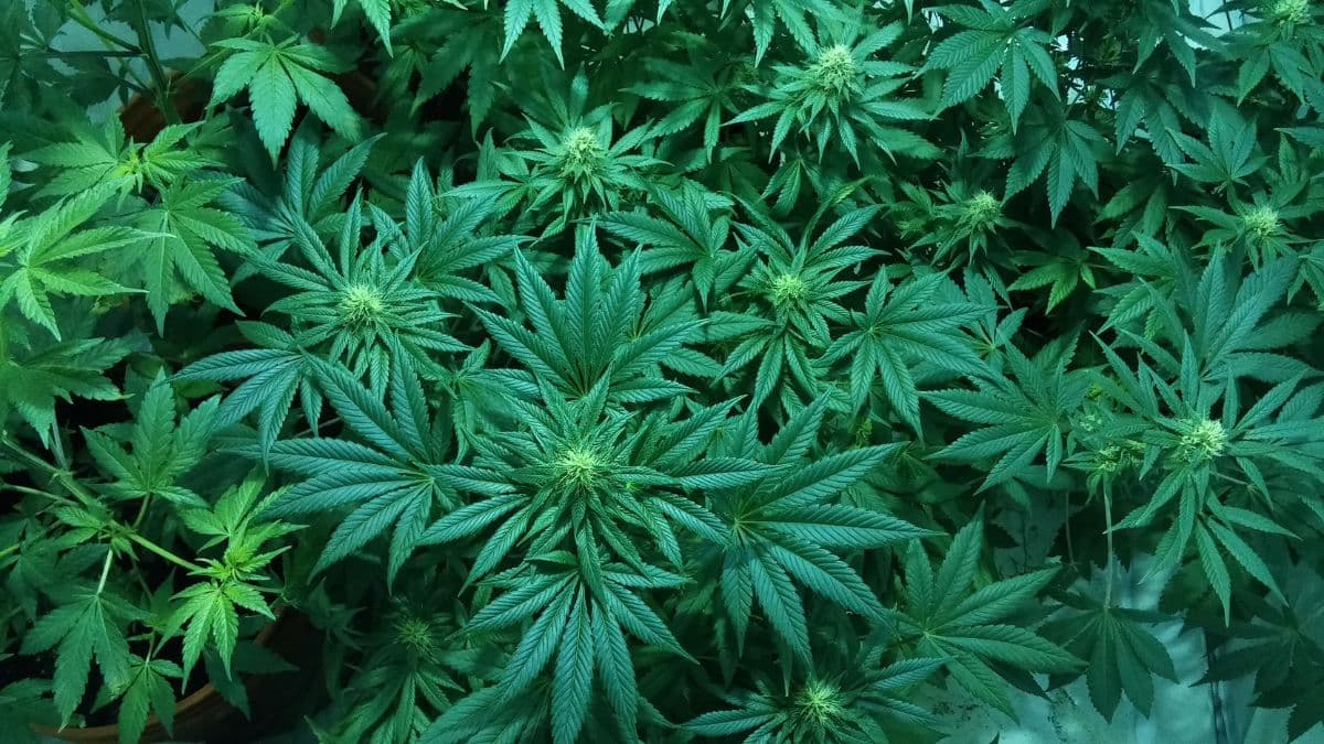 hydroponic cannabis