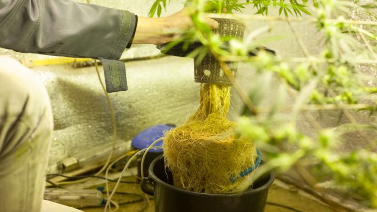 Can You Grow Marijuana In Illinois In 2023?