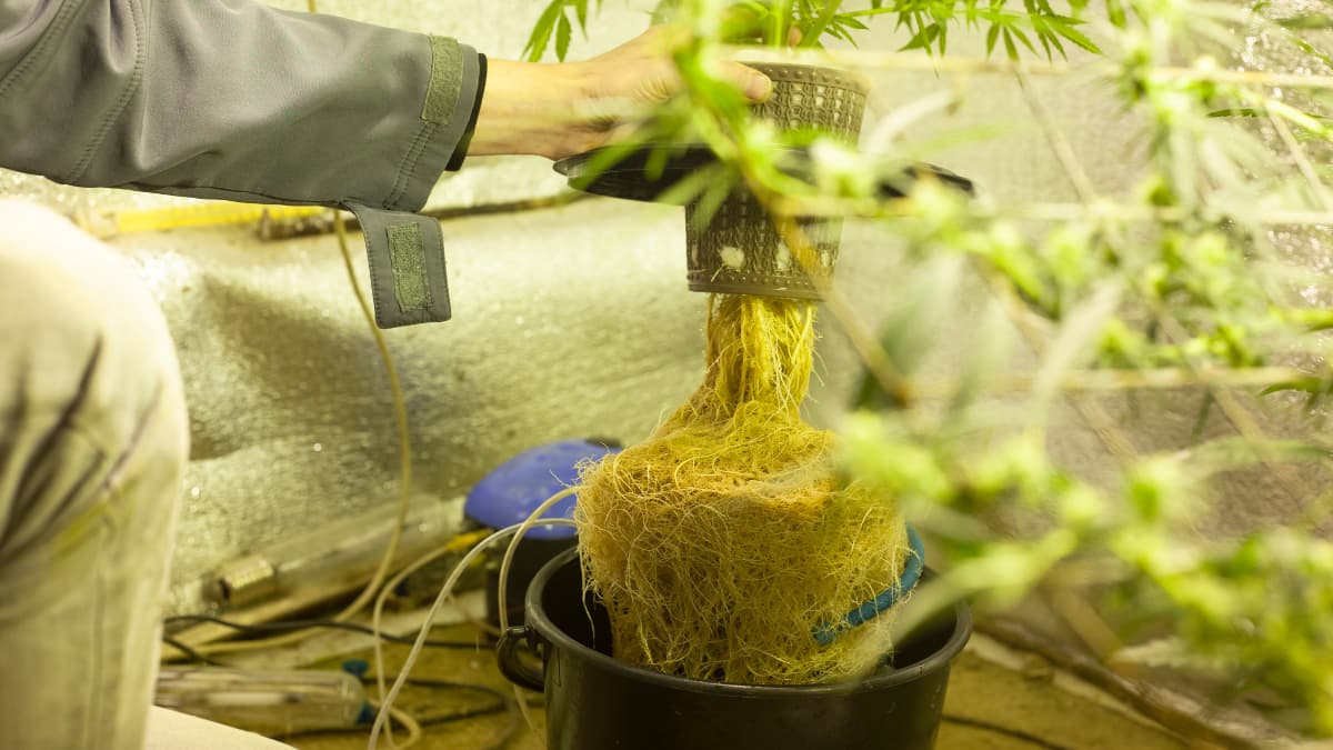 IL weed grow