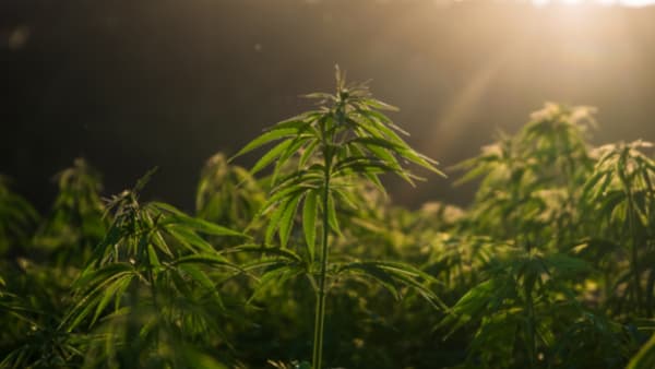 growing weed in illinois