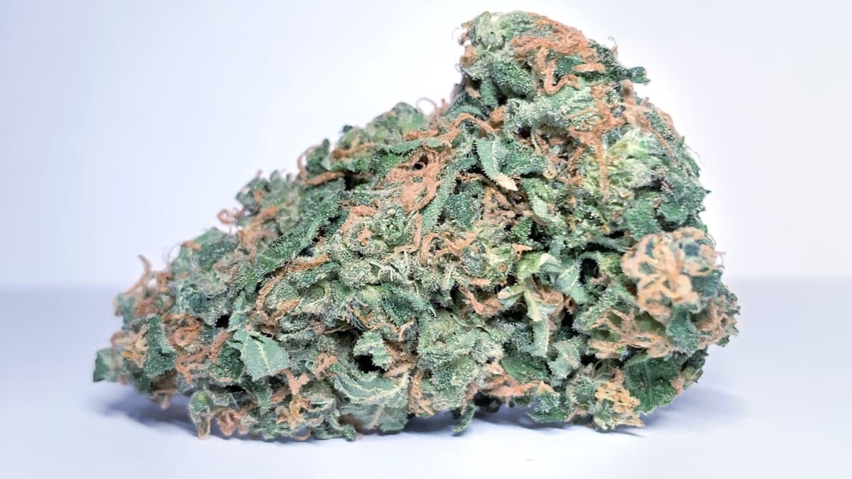 7 Highest THC Strains 2024 Nature Bloom