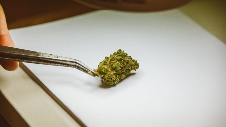 How To Tell If Weed Is Laced or Adulterated