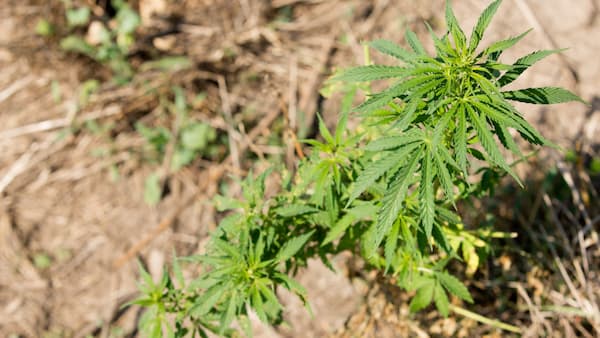 marijuana leaf and stems