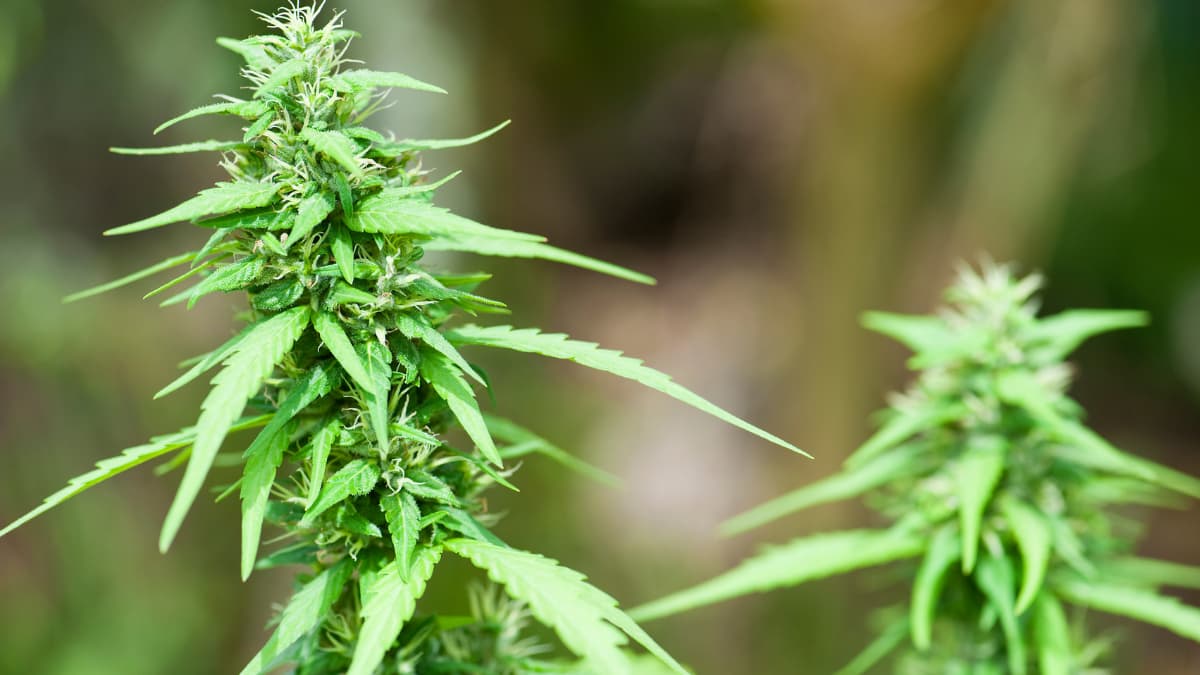 marijuana flower