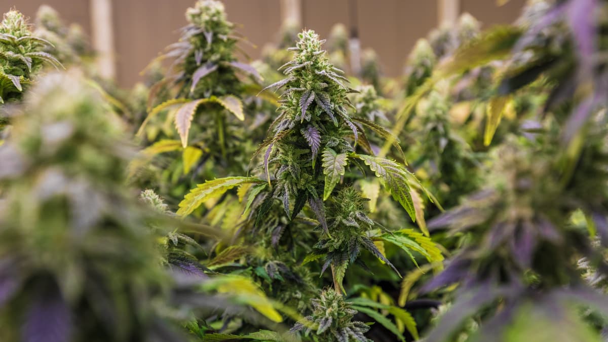 weed denominations