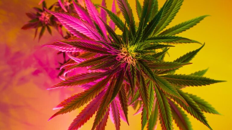 Best Cannabis Strains For Pain Relief: Marijuana & Hemp