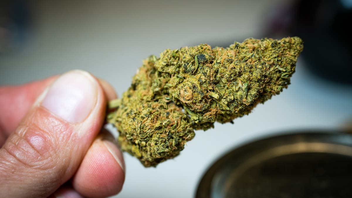 single cannabis bud held by the thumb