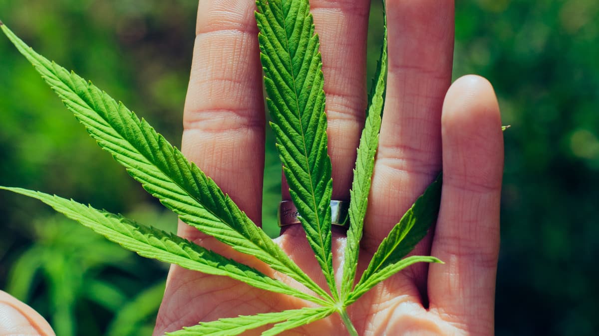 leaf in hand from marijuana
