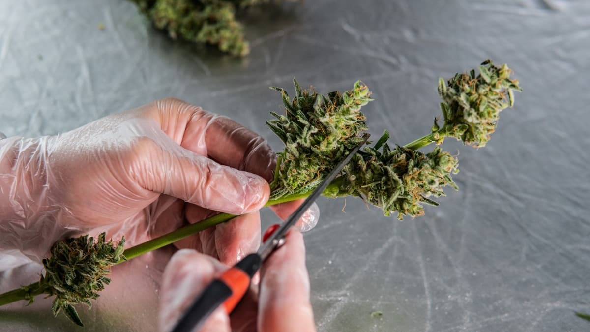 trimming marijuana bud by hand